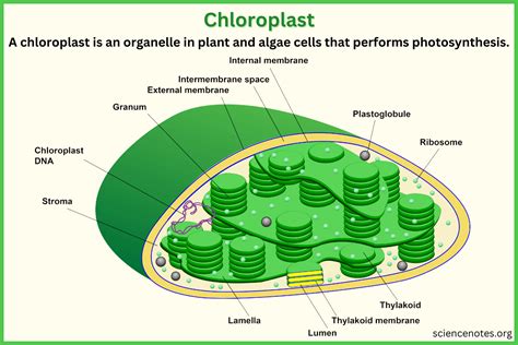 structure and function of chloroplast in plant cell