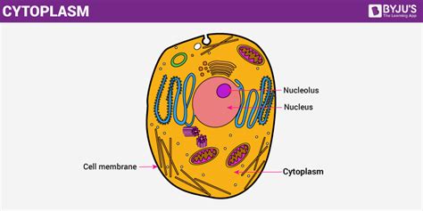 structure and function of cytoplasm