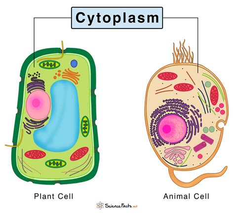 structure and function of cytoplasm in bacterial cell