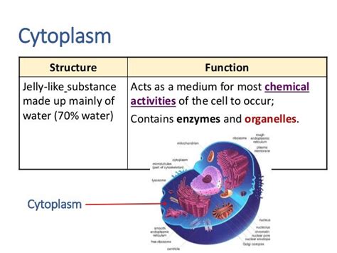 structure and function of cytoplasm in eukaryotic cells