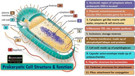 structure and function of cytoplasm in prokaryotic cells