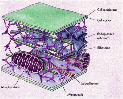 structure and function of cytoskeleton in plant cell