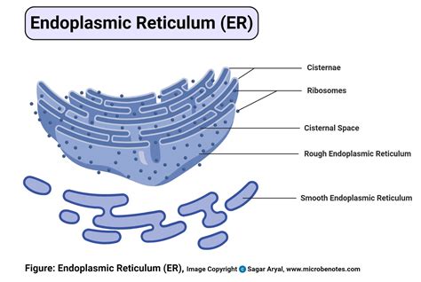 structure and function of endoplasmic reticulum in plant cell