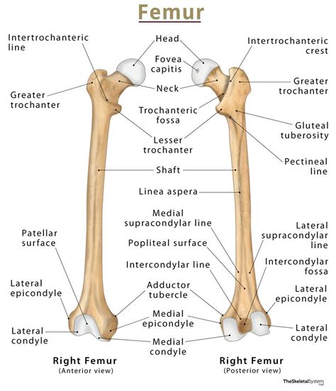 structure and function of femur bone ppt