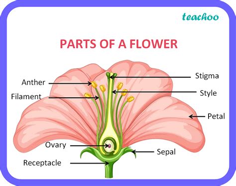 structure and function of flower for class 6