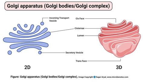 structure and function of golgi apparatus in plant cell