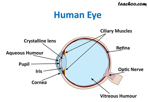 structure and function of human eye class 10