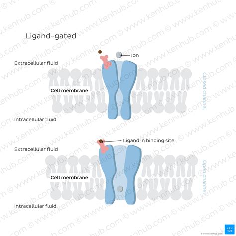 structure and function of ligand gated ion channels