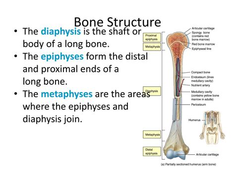 structure and function of long bone ppt