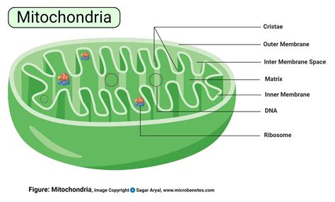 structure and function of mitochondria in plant cell