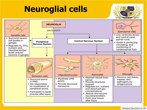 structure and function of neuron and neuroglia ppt