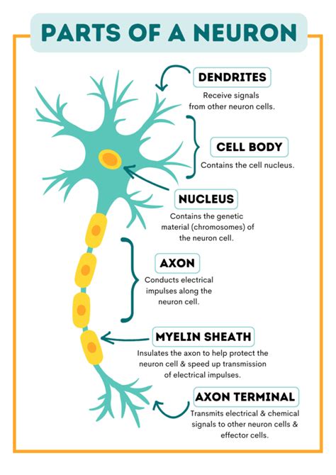 structure and function of neuron pdf slideshare