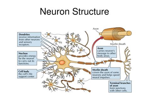 structure and function of neuron physiology ppt