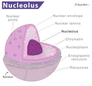 structure and function of nucleolus in plant cell
