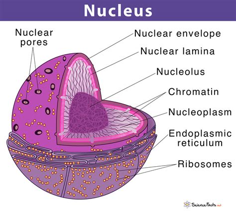 structure and function of nucleus in plant cell