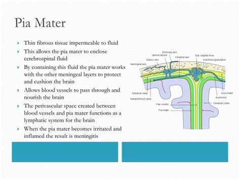 structure and function of pia mater