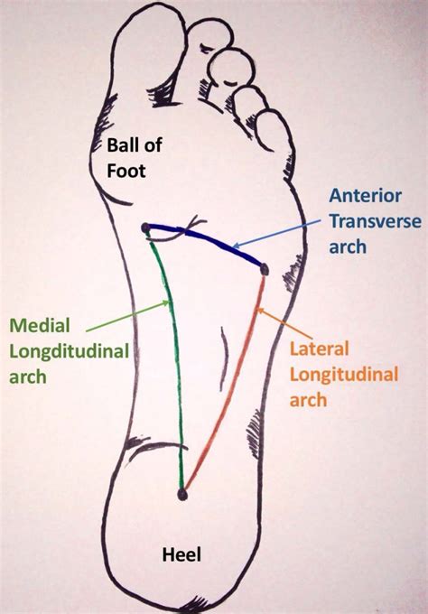 structure and function of plantar arches