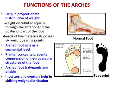 structure and function of plantar arches ppt