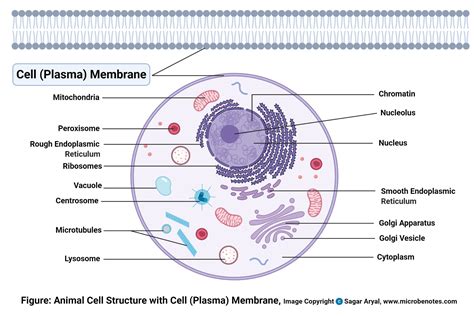 structure and function of plasma membrane in animal cell