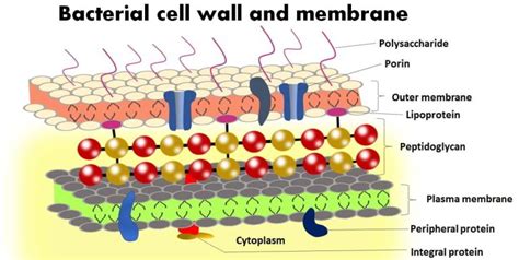 structure and function of plasma membrane in bacteria