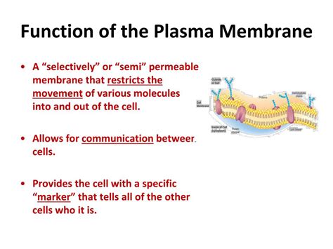structure and function of plasma membrane ppt
