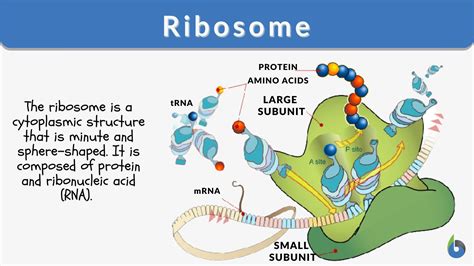structure and function of ribosome in plant cell