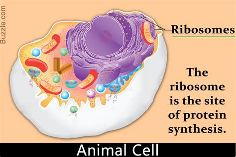 structure and function of ribosomes in animal cell