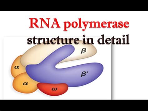 Structure And Function Of Rna Polymerase