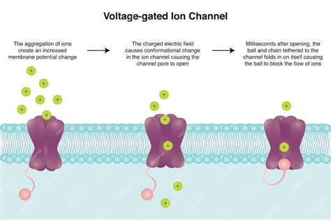 structure and function of voltage gated ion channels
