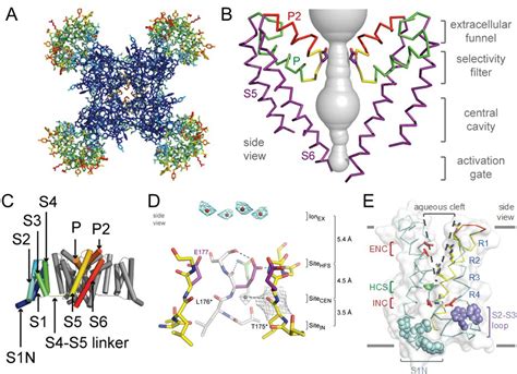 structure and function of voltage gated sodium channels at atomic resolution