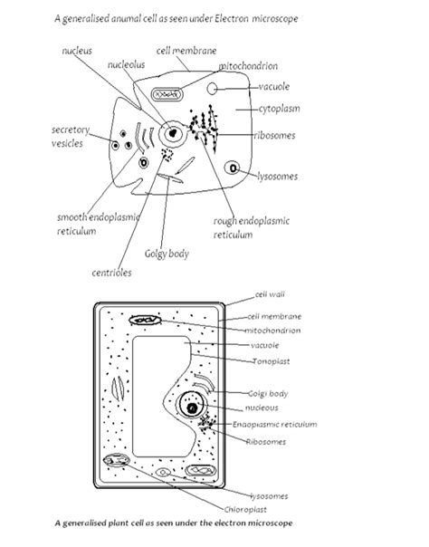 structure and functions of knec
