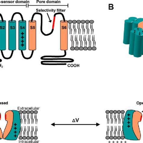 structure function and modification of the voltage sensor in voltage gated ion channels