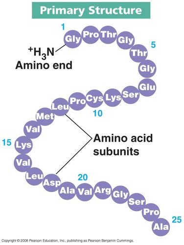 Structure Is The Sequence Of Amino Acids In A Protein Quizlet
