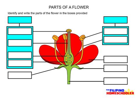 Structure Of A Flower Worksheet