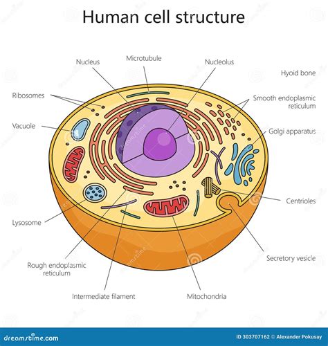 Structure Of A Human Cell Diagram Cell Anatomy Diagram