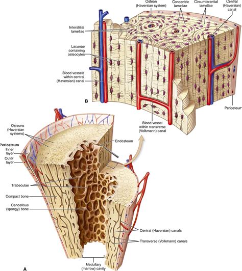 structure of cancellous bone