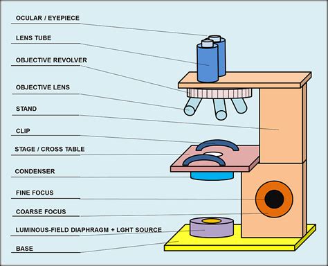 Structure Of Compound Light Microscope