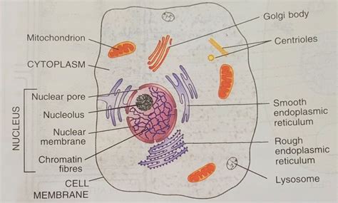 structure of cytoplasm notes