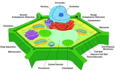 structure of cytoskeleton in plant cell
