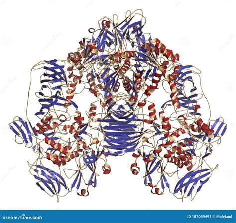 Structure Of Lactase Enzyme