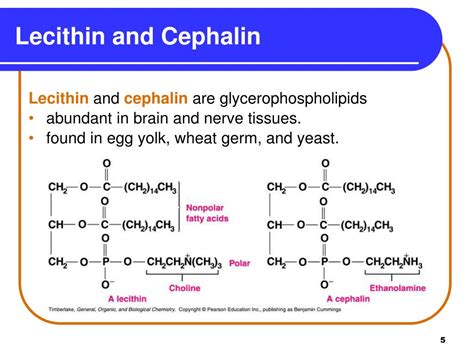 Structure Of Lecithin And Cephalin