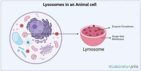 structure of lysosome in animal cell