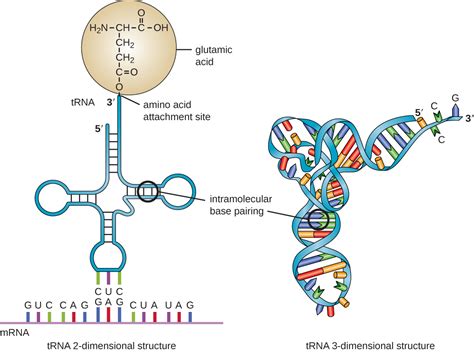structure of mrna trna and rrna