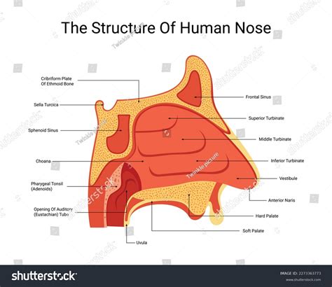 Structure Of Nose Diagram Nose Parts Diagram