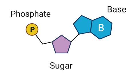 Structure Of Nucleic Acids
