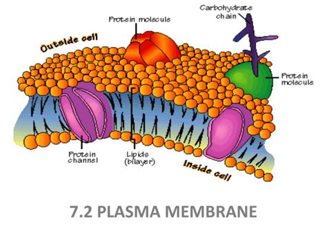 structure of plasma membrane and its function