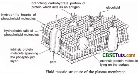 structure of plasma membrane microbe notes