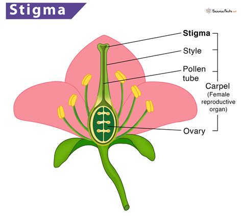structure of stigma and style