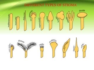structure of stigma and style slideshare