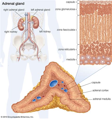 Structure Of The Adrenal Cortex